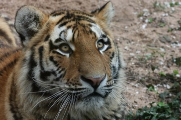 Fototapeta na wymiar tigre de siberie