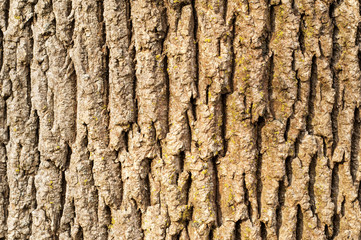 Old tree bark detail closeup as background