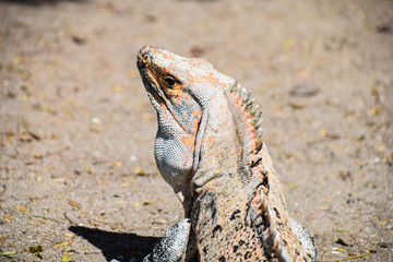 Iguana basking in the sunlight with head turned, aware of person behind
