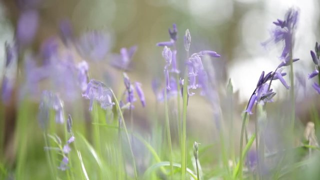 bluebells in England - shallow depth of field
