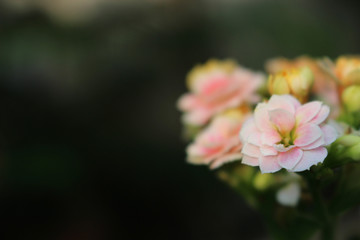 Kalanchoe Flowers