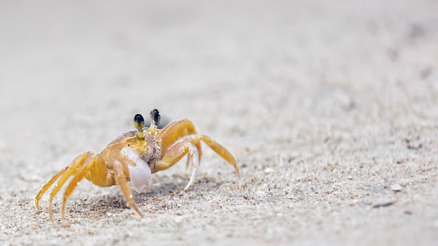 Crab on a sandy beach