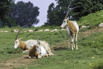 Orice dalle corna a sciabola