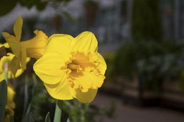 Obraz premium Yellow flower