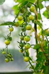 Green tomatoes