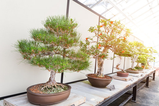 Natural bonsai set on counter