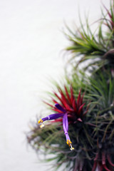 Flowering Airplant