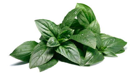 Fresh fragrant Thai Basil, paths