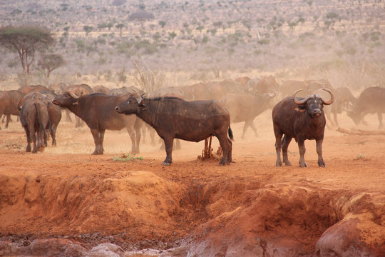 Bufali in Kenya 