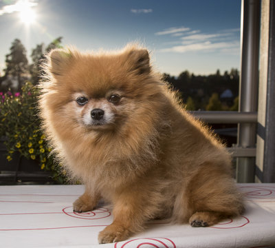 Pomeranian in the sun