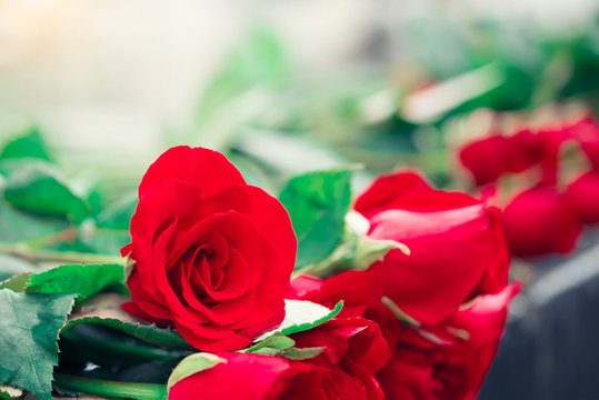 Red rose for valentine and wedding background.