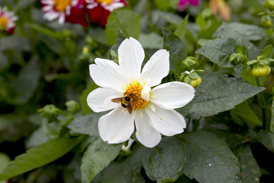 Fototapeta Beautiful flower