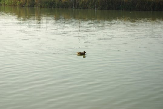 Enta in einem See