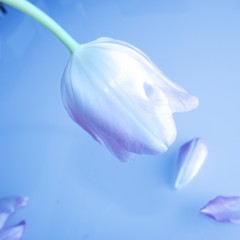 Tulipe