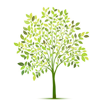 Green tree with leaves on white background vector