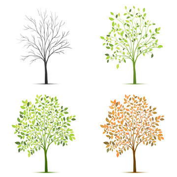 Four seasons of tree vector