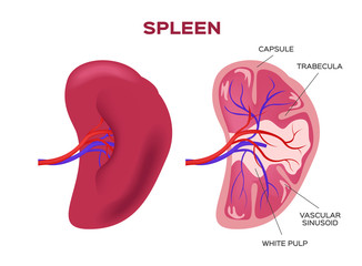 spleen vector