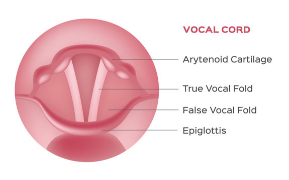 vocal cord vector , organ