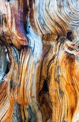Dead tree texture closeup.