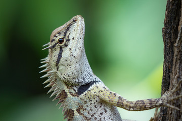 A small Garden Lizard clings to a tree and looks directly at the camera. Light to dark green background with copyspace to right and smaller to left of animal.