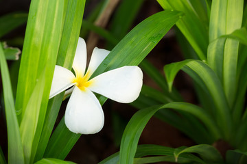 Fototapeta premium Falling plumeria flowers