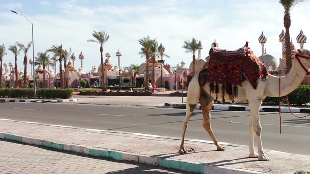 Sharm el-Sheikh, Egypt - November 30, 2016:a man with a camel walks at the steet