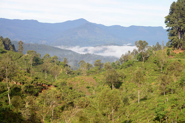 Train from Ella to Kandy among tea plantations and mountains, Sri Lanka