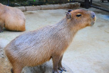 カピバラ