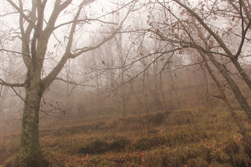 Fototapeta na wymiar Bosco invernale con nebbia