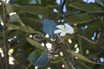 White Plumeria flower with Sky.