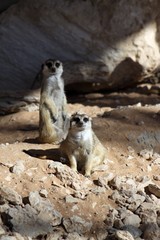 Sitting Meerkats