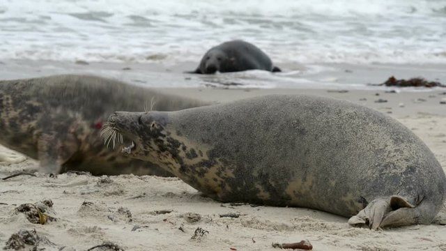 agressiv female grey seal attack 11255
