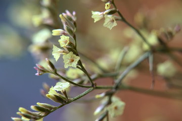 Yellow blossoms of a flower from genus Limonium