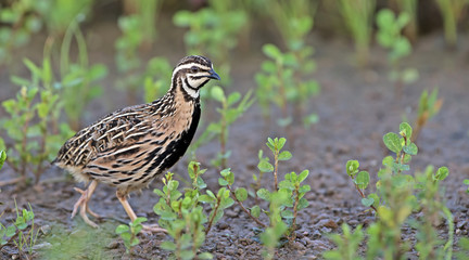 Bird, Rain Quail (Cotumix coromandelica) on the floor with littl