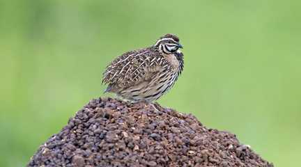 Bird, Rain Quail (Cotumix coromandelica) on the mound, Beautiful bird