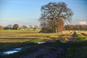 Winter cloudy landscape of old winter oak tree near the pond in cloudy winter weather 