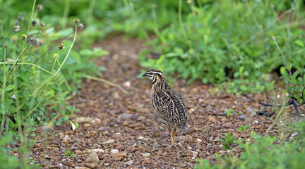 Bird, Rain Quail (Cotumix coromandelica) on the floor with little tree, Beautiful bird