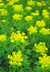 Sumpf-Wolfsmilch (Euphorbia palustris)