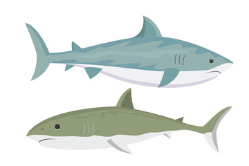 Vector shark character.