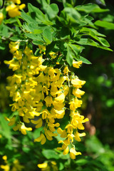 Goldregen (Laburnum anagyroides)