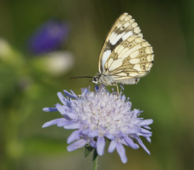 Schmetterling auf Blüte - butterfly on blossom