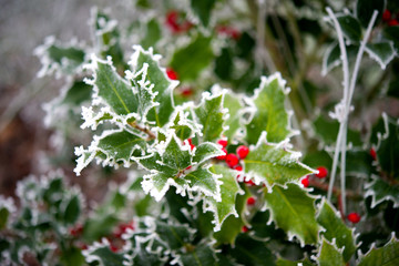 Ilex im Winter