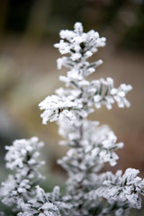 Verschneite Tanne