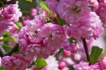 Naklejka na ściany i meble flowering bush of pink almond closeup