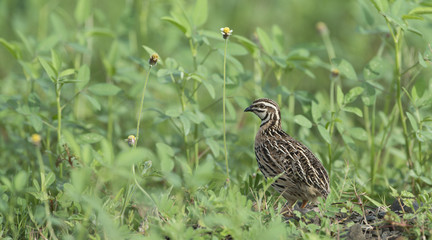 Bird, Rain Quail (Cotumix coromandelica) on the floor with little tree, Beautiful bird