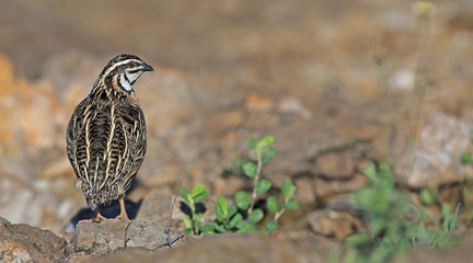 Bird, Rain Quail (Cotumix coromandelica) on a rock,Beautiful bir