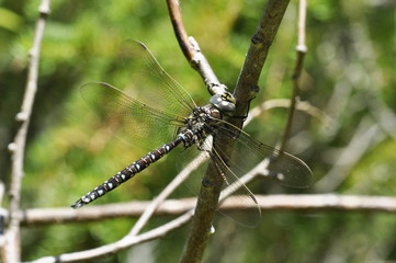 The dragonfly Aeshna subarctica sitting on a twig