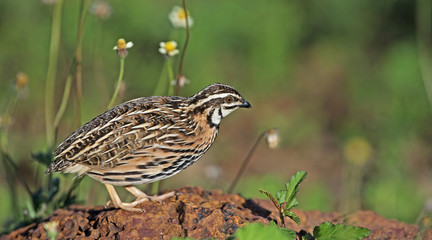 Bird, Rain Quail (Cotumix coromandelica) on a rock,Beautiful bir