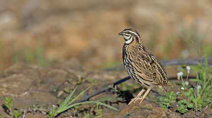 Bird, Rain Quail (Cotumix coromandelica) on a rock,Beautiful bir