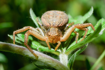 Spider on the branch